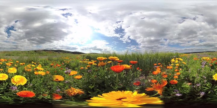 360VR, Feld mit blühenden Wildblumen, Ringelblumen, Calendula officinalis, VR360