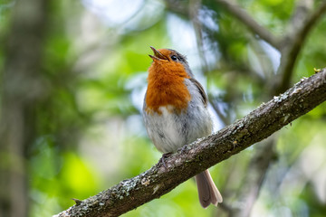 Robin singing in a tree on a spring day