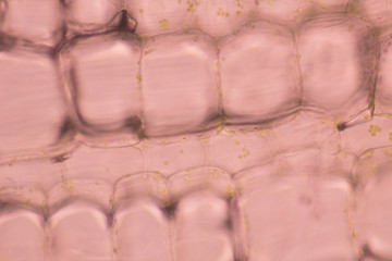 View in microscopy cell membrane of green plant background for biology classroom education.Plant cells wall and chlorophyll under microscope.