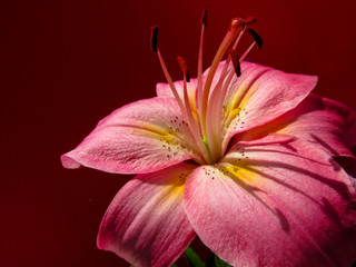 Fototapeta na wymiar Pink lily flowers. Close-up view on the beautiful Tiger lily blooms.