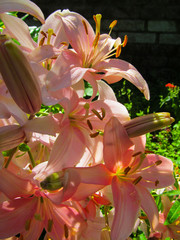 Pink lily flowers. Close-up view on the beautiful Tiger lily blooms.