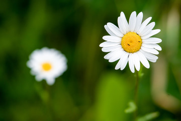 A beautiful and bright white daisy flower in the green grass