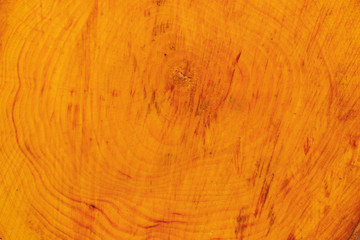 stump of Alnus tree felled - section of the trunk with annual rings , Wood cut background