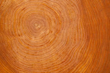 stump of Alnus tree felled - section of the trunk with annual rings , Wood cut background