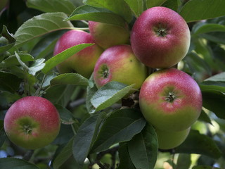 Reife Äpfel am Baum