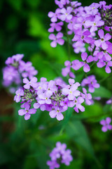 Obraz premium Hesperis matrolnalis flowers blooming in the garden. Selective focus. Shallow depth of field.