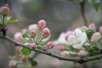 Delicate pink buds on thin branches of a garden apple tree