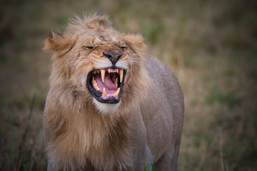 Young lion roaring in the reserve Masai Mara 