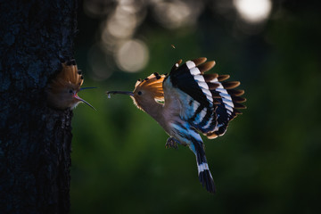 Eurasian hoopoe feeding her young  baby © Christophe