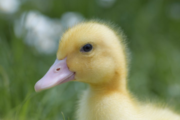 Close-up portrait of a little duckling with a yellow fluff on his head