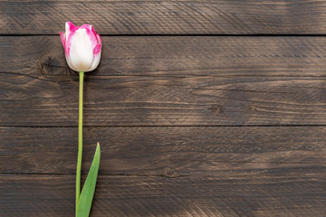 top view of single pink and white tulip flower on wooden background. Festive frame with copy space.