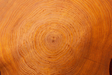 stump of Alnus tree felled - section of the trunk with annual rings