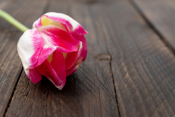 beautiful blooming pink tulip on wooden background. copy space for text. greeting card.