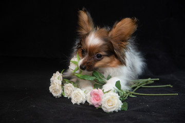 beautiful Papillon dogs in suits