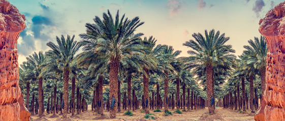 Panorama with red rocks and industrial plantation of date palms,  image depicts Middle East...