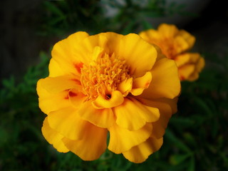 Close up yellow Marigold flower & leaf in pot (Tagetes erecta, Mexican, Aztec or African marigold) in plant garden. Macro of orange marigold flower as tagetes background. Medicinal flower tagetes herb