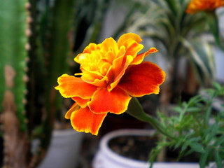 Close up of beautiful Marigold flower in pot (Tagetes erecta, Mexican, Aztec or African marфigold) in winter garden. Macro of one orange marigold flower in flower shop for sale as tagetes background