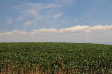 Fototapeta premium Campo verde de maíz en Toluca
