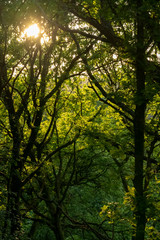 Sunset in the forest background shot