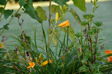 daffodils bathed in spring dew