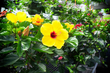 Sunset variety of Hibiscus greenhouse