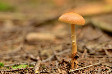 Galerina marginata mushroom in forest. Close-up.