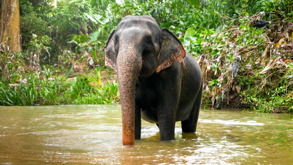 Adult indian elephant crossing small river in tropical jungle forest on Sri Lanka