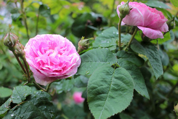 Pink tea rose flower with raindrops on petals in the garden. Close-up

