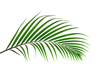leaves of palm isolated on white background with clipping path for design elements, tropical leaf, summer background