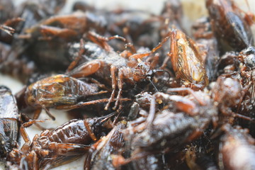 Fried cricket on the plate