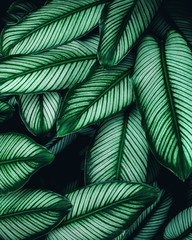 closeup nature view of green leaf background, dark wallpaper concept, tropical leaf