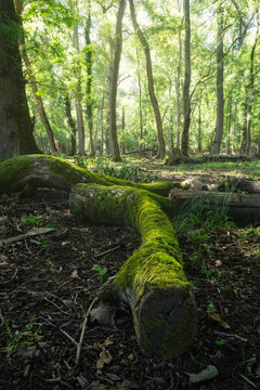 Composizione di tronchi all'interno del parco naturale di San Rossore (Pisa)