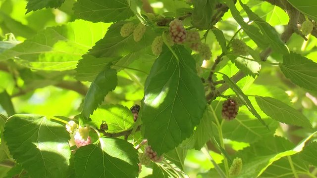 Fresh Mulberry shot in tree