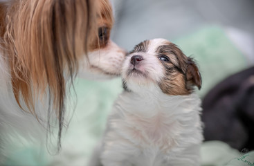 a Papillon dog puppy plays with its friend