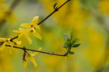 Yellow Forsythia flowers on a twig in springtime close up