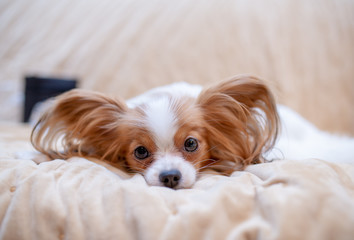 portrait of a Papillon dog