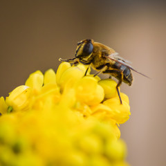 tini bee collecting pollen from mahonia flower close up