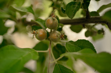 
Small apples on tree branches.
