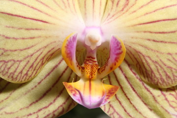 close up of part orchid flower petal called lip, plant