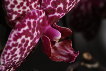 close up of part orchid flower petal called lip, plant