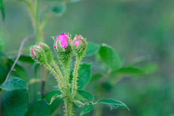 Pink garden rose blossom on blurry background