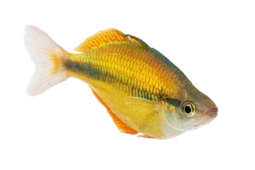 Fototapeta premium Lake Tebera rainbowfish Aquarium fish Melanotaenia herbertaxelrodi 