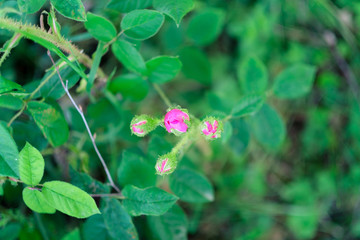 Obraz na płótnie Canvas Pink garden rose blossom on blurry background