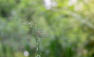 Stevia flowers blooming in the herb garden