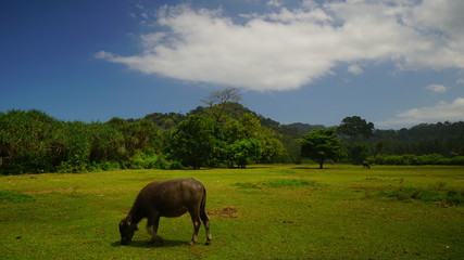 A cow in the green meadow in a rural area of Banyuwangi, Indonesia
