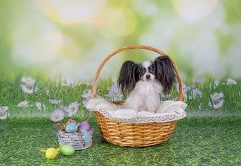 a Papillon dog sits in a basket on a green background with daisies