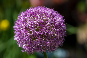 Allium, Close up of a beautiful flower in the garden at spring time