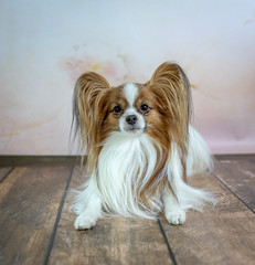 a Papillon dog is lying on the wooden floor