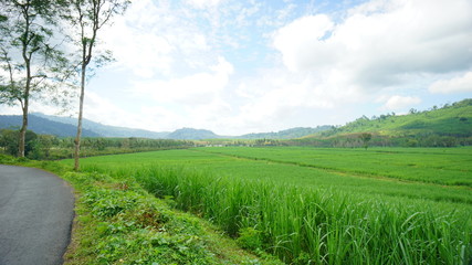 Obraz premium The scenery of green rice field in the rural area of Banyuwangi, East Java, Indonesia