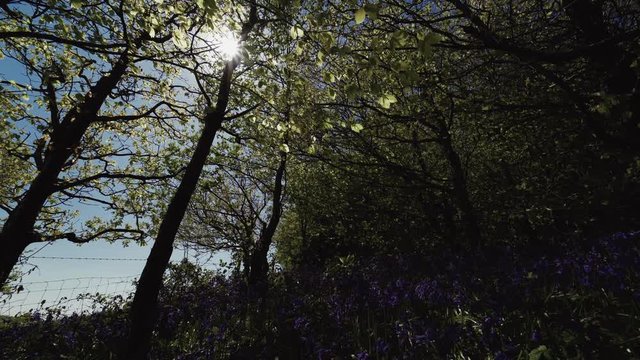 Woodland background scene with bluebells, moving leaves and rustling trees in bright sunshine
